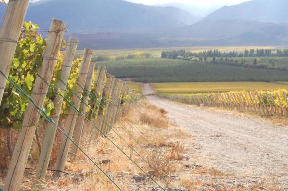 San Juan promociona sus valles a través de sus vinos y sabores