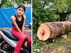 una nina de 11 anos esta grave tras la caida de una rama de eucalipto durante un cumpleanos