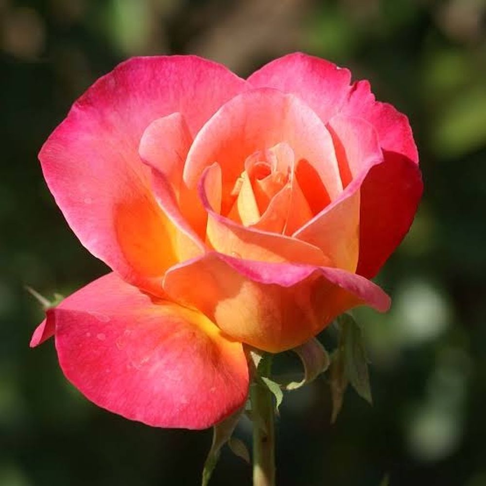 Rosal Granada