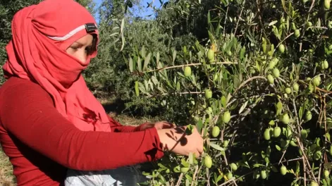 Los trabajadores rurales temporales registrados mantendrán la Tarjeta Alimentar