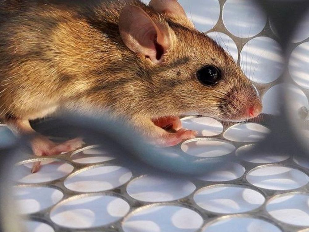 Murió una nena de 8 años por hantavirus en Chubut