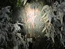 Puma en Zonda.- Puma en Zonda.-