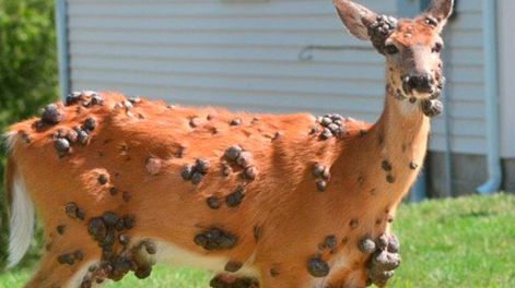 Qué son los impactantes bultos registrados en ciervos de los Estados Unidos