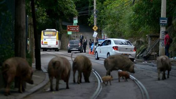Brasil: nueva gripe porcina con potencial de convertirse en pandemia genera alarma