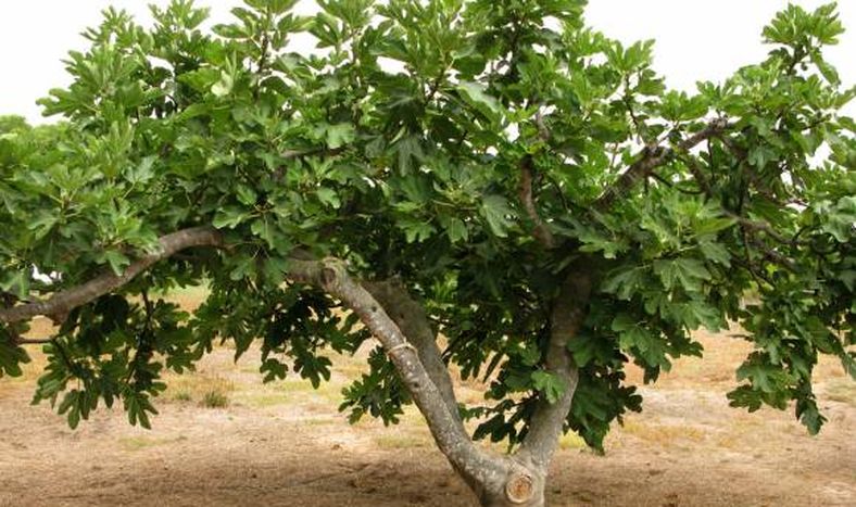 El árbol de la historia