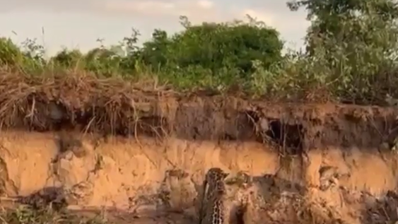 Impresionante momento: un yaguareté caza una boa curiyú en el río Paraná