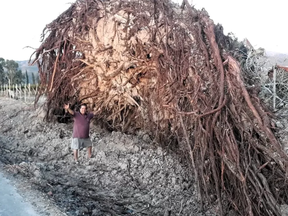 El gigantesco árbol que cayó por falta de agua