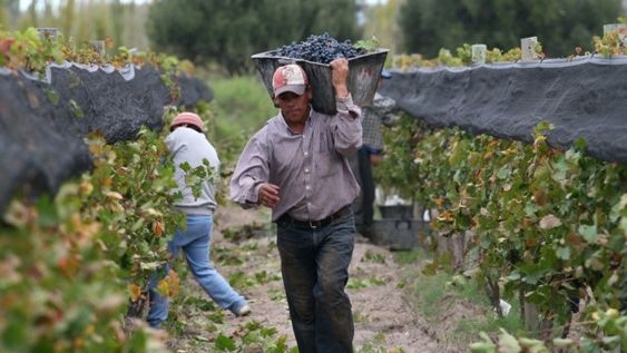 PCR o antígeno y certificado: las reglas para cosechadores temporales