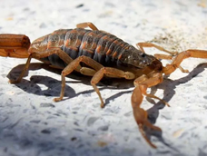 La jornada de prevención sobre animales ponzoñosos tendrá entrada libre ygratuita La jornada de prevención sobre animales ponzoñosos tendrá entrada libre ygratuita