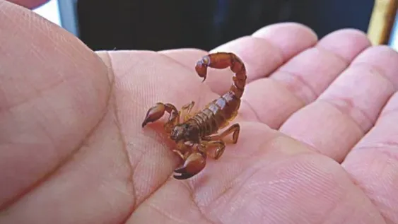 Murió un niño de dos años picado por un alacrán y responsabilizan al hospital