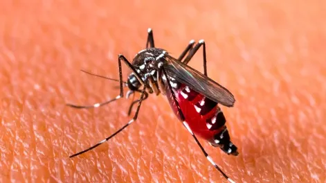 Argentina alcanzó el pico histórico de casos de dengue: ya son 71.717