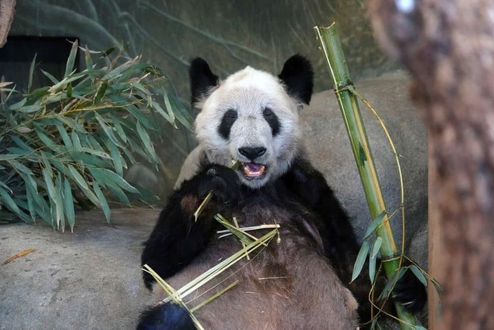 Después de 20 años, EEUU devolvió la panda Ya Ya a China
