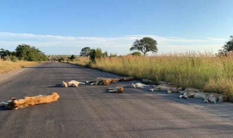 Por la ausencia de los safaris, los leones aprovecharon a dormir en la ruta