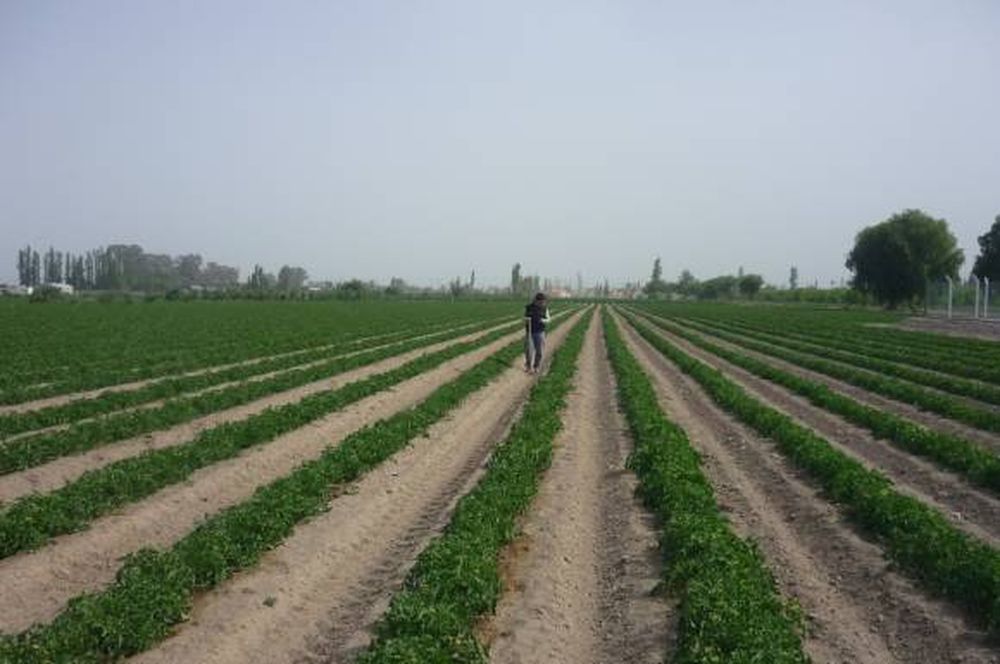 Día de campo de tomate para industria