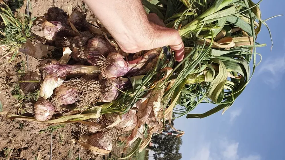 Los productores de uva de mesa prefieren el mercado interno
