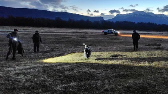 En Santa Cruz, gendarmes rescataron un cóndor andino que no podía volar