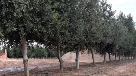 Diario de Cuyo | CAMBIOS. Los productores locales que más exportan son olivos y mosto.