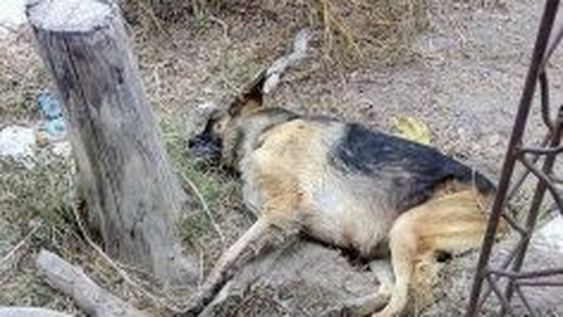 Envenenaron a 4 perros para robar cinco cubiertas de camión