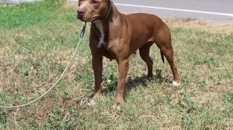 Una beba quedó internada en terapia intensiva tras ser atacada por un pitbull