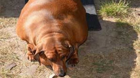 Perro hiperobeso