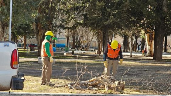 Calingasto puso en marcho un operativo de erradicación de árboles potencialmente peligrosos por su mal estado.