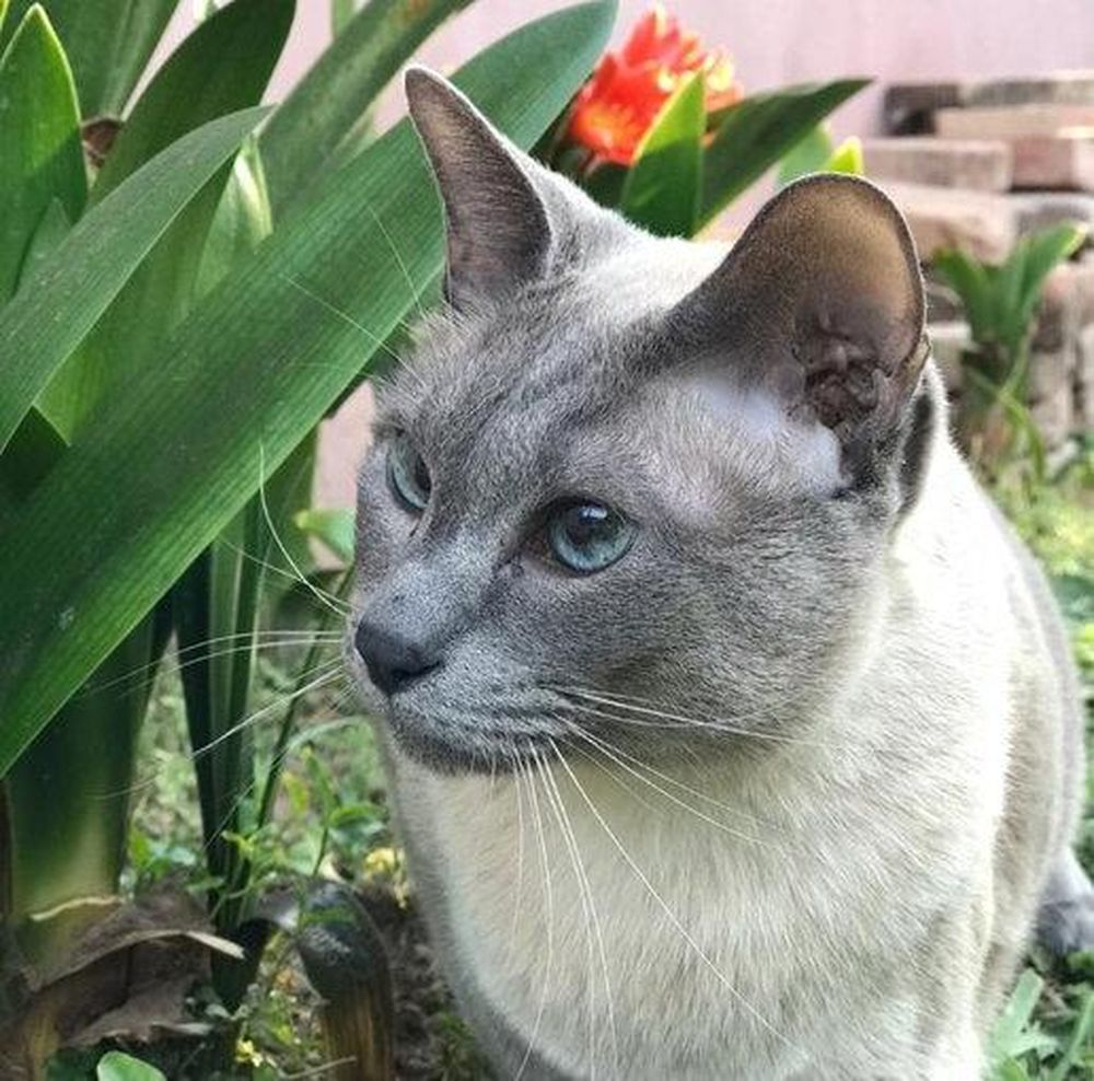 Su gato lagrimeaba cuando comía y la respuesta que le dio el veterinario se hizo viral