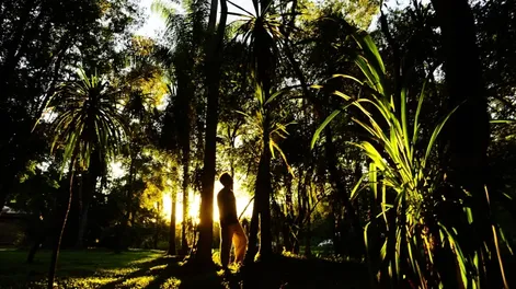 Diario de Cuyo | bosques1 728x484.webp