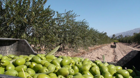 el dano que dejo la helada en los olivos de san juan: la merma de la produccion sera del 35% y se sentira en el 2027
