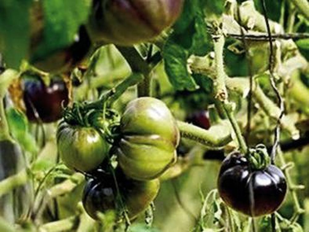 Gran demanda de tomates tradicionales