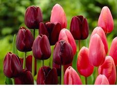 trevelin se viste de flores en primavera: el pueblo patagonico que sorprende con tulipanes, lagos turquesa y herencia galesa
