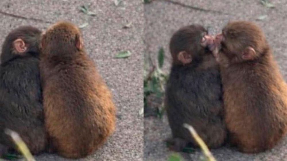 1010x567_punch-tiene-novia-546110-085718