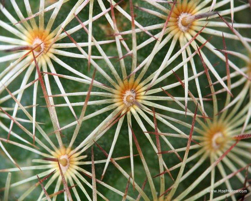Las pencas del jardín