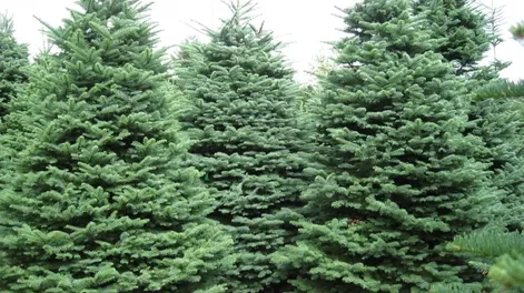 Diario de Cuyo | apertura 728x546.webp