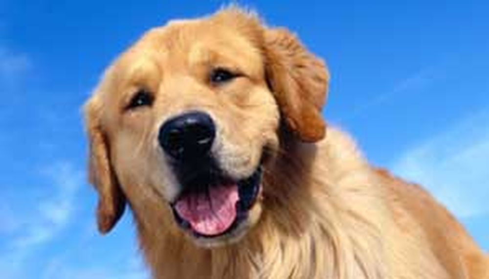 Perros inteligentes