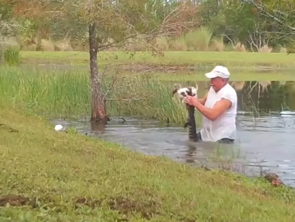 Se metió a un estanque para salvar a un cachorro de las fauces de un caimán