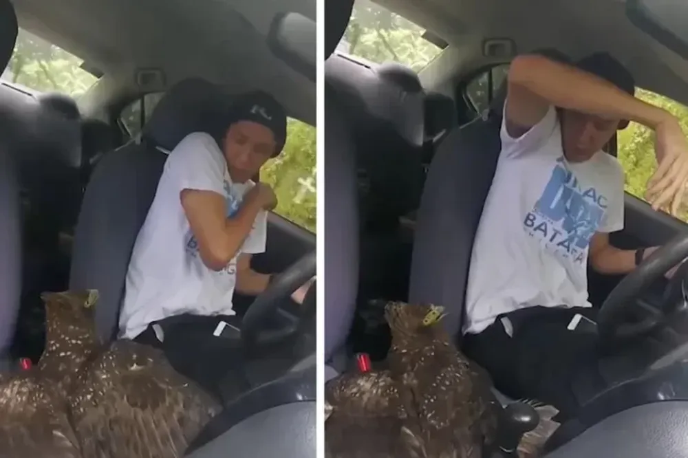 Un águila entró al auto de un youtuber mientras filmaba un video