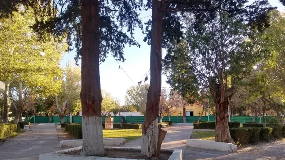 En Iglesia quieren talar árboles centenarios y un grupo de vecinos salió a oponerse