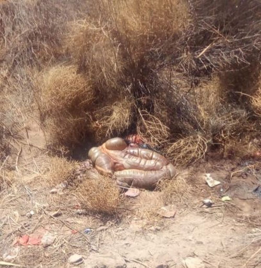 Roban y faenan un caballo en Médano de Oro