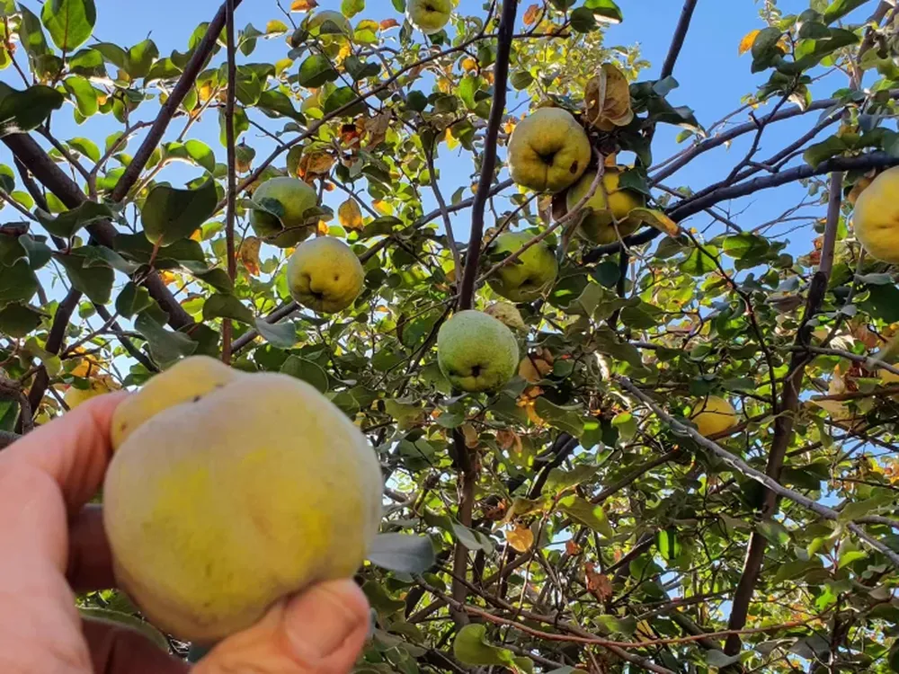 Cosecha de membrillo