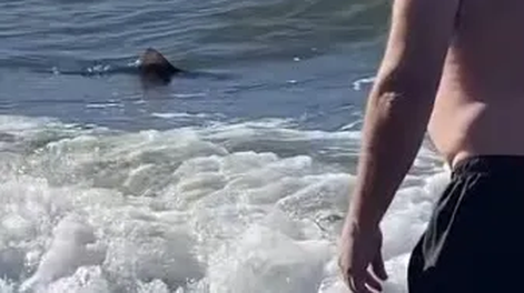 Apareció un tiburón cerca de la orilla de una conocida playa
