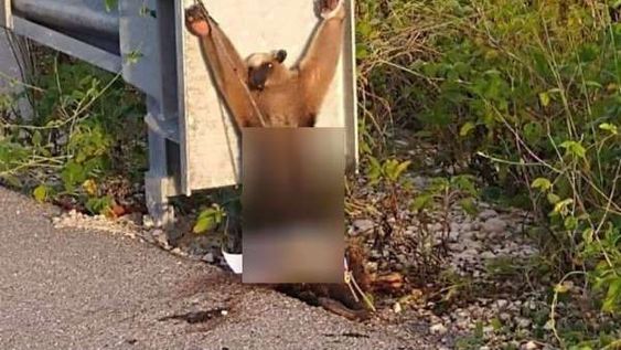 Un oso hormiguero fue atado y torturado hasta la muerte en un sacrificio