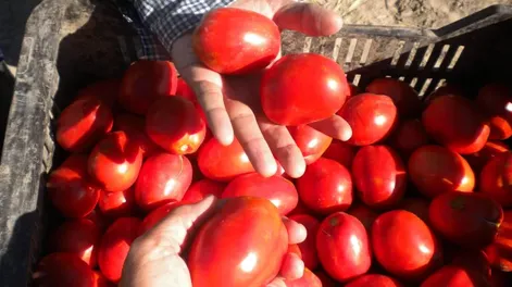 Ensayos de bioestimulantes en los tomates para industria