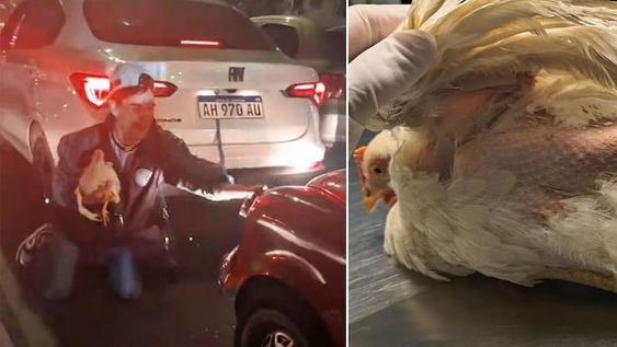 polemica por un hincha que agredio y desplumo una gallina viva durante los festejos por el titulo de belgrano