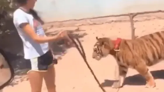 Graban a una joven paseando a un tigre con una correa como si fuera un perro