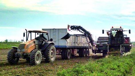 Hacen cultivos de tomate para industria totalmente mecanizados
