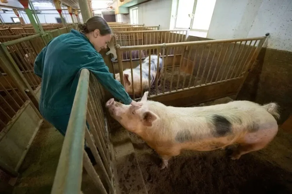 Aseguran que los trasplantes de órganos de cerdos a humanos serán algo cotidiano
