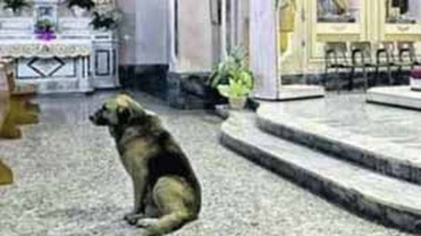 Murió el perro que esperaba a su dueña fallecida en la Iglesia