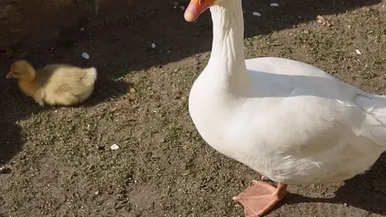 Axel, el ganso influencer que responde a su nombre