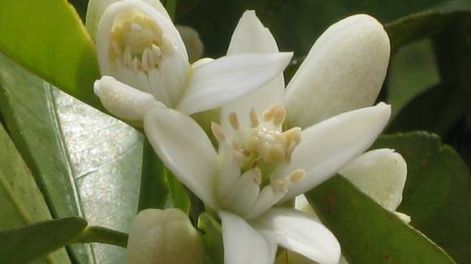 Un aroma embriagador