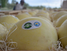 sarmiento se prepara para la temporada del melon: ocho de cada 10 productores deben alquilar tierras y los costos son millonarios